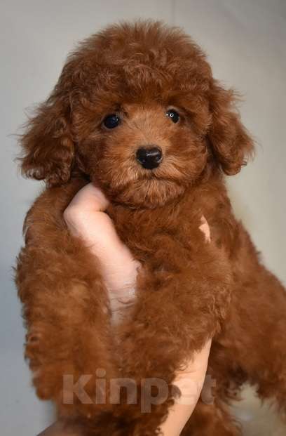 Собаки в Москве: Той-пудель , денвочка, Валькирия, РКФ, Рэд браун Девочка, 150 000 руб. - фото 2