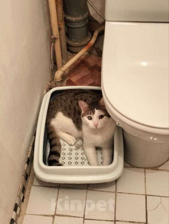 Кошки в Санкт-Петербурге: Пропал кот Семен Мальчик, 1 000 руб. - фото 2