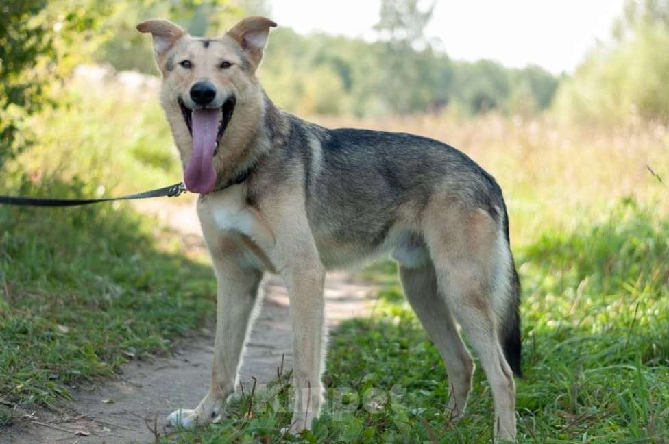 Собаки в Электростали: Удивительный пёс Чингиз в поиске дома Мальчик, Бесплатно - фото 2