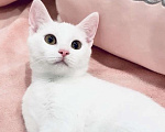 Кошки в Москве: Котёнок  Девочка, 10 000 руб. - фото 1