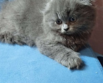Кошки в Санкт-Петербурге: Шотландская голубая вислоухая девочка Девочка, 25 000 руб. - фото 1