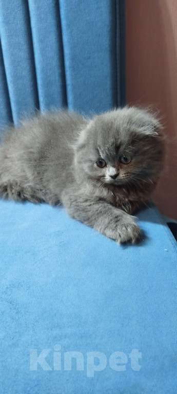 Кошки в Санкт-Петербурге: Шотландская голубая вислоухая девочка Девочка, 25 000 руб. - фото 1