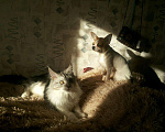 Кошки в Навашино: Мейн кун на вязку, 5 000 руб. - фото 1