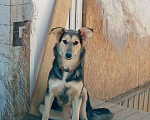 Собаки в Чехове: Ласковая девочка щенок Лиза. 8 месяцев. В поиске добрых хозяев Девочка, Бесплатно - фото 5