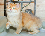 Кошки в Рыбинске: Британский длинношерстный 4 мес мальчик .золото Ny12 Мальчик, 25 000 руб. - фото 4