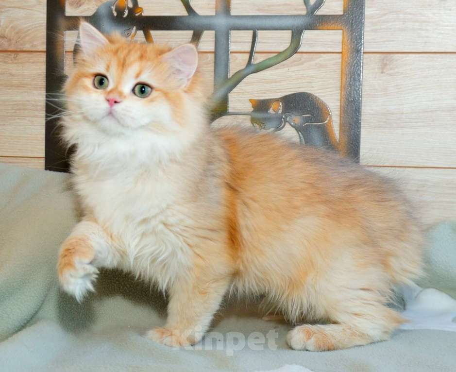 Кошки в Рыбинске: Британский длинношерстный 4 мес мальчик .золото Ny12 Мальчик, 25 000 руб. - фото 4