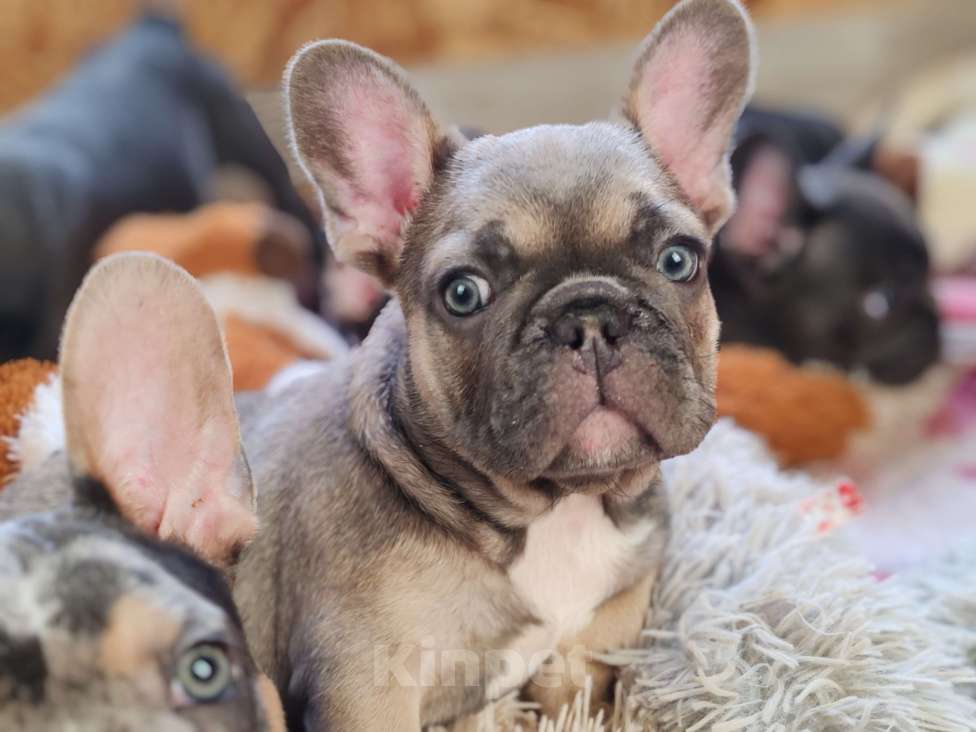 Собаки в Санкт-Петербурге: Шикарный лиловый мальчик Мальчик, 60 000 руб. - фото 9