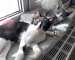 Кошки в Кудрово: Котенок девочка Ширли в добрые руки Девочка, Бесплатно - фото 7
