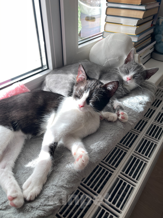 Кошки в Кудрово: Котенок девочка Ширли в добрые руки Девочка, Бесплатно - фото 7