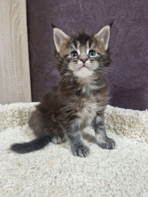 Кошки в Ижевске: Котята мейн-кун Девочка, 65 000 руб. - фото 3