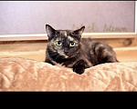 Кошки в Москве: Моника Девочка, Бесплатно - фото 4
