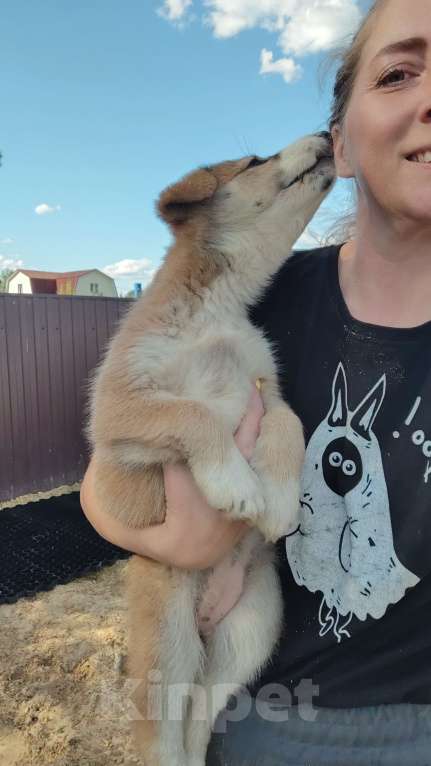 Собаки в других городах Московской области: Пупырка Девочка, Бесплатно - фото 5