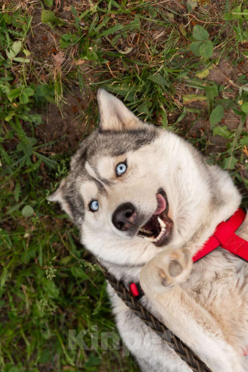 Собаки в Туле: Собака Луна ищет дом! Девочка, Бесплатно - фото 4