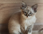 Кошки в Калуге: Котёнок Мальчик, Бесплатно - фото 1