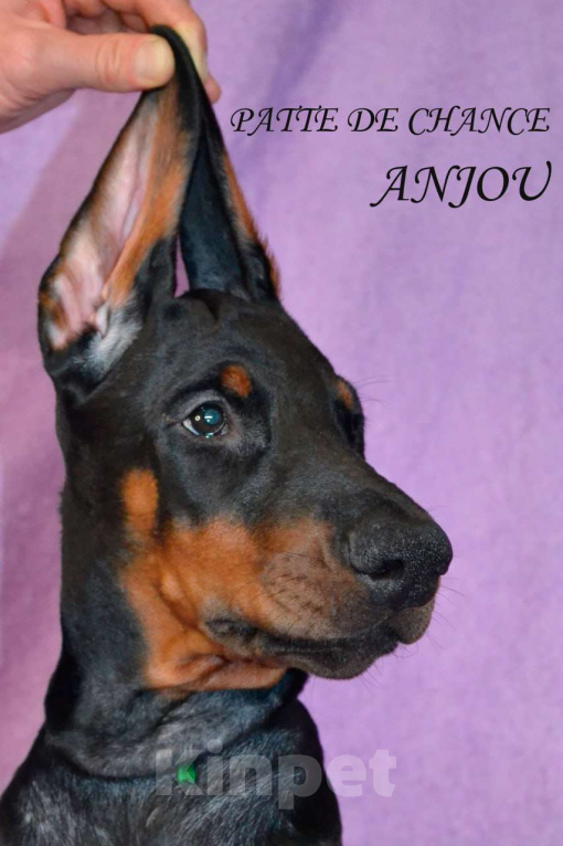 Собаки в Санкт-Петербурге: Щенок добермана Анжу Мальчик, 70 000 руб. - фото 1
