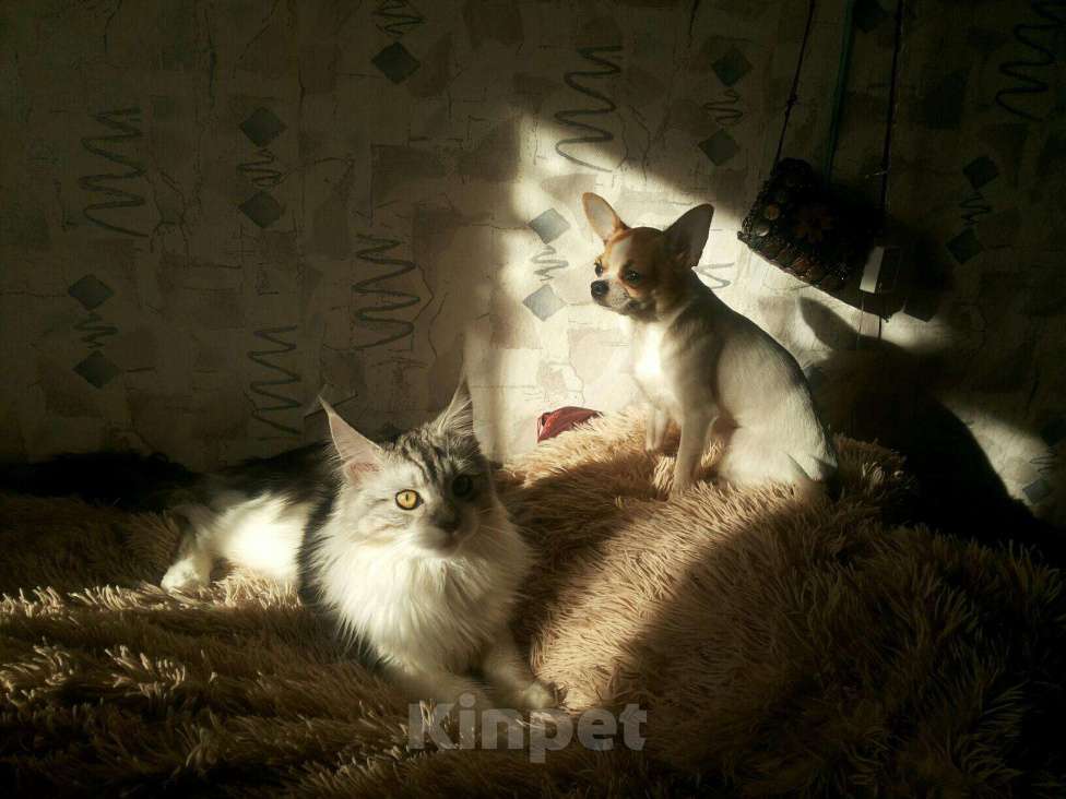 Кошки в Навашино: Мейн кун на вязку, 5 000 руб. - фото 1