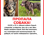 Собаки в Королеве: 🆘 ПРОПАЛА СОБАКА 🆘 г. Королёв, ул. Фрунзе Мальчик, 1 руб. - фото 5