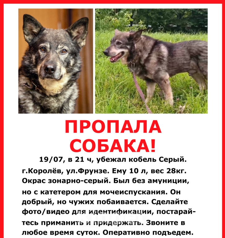 Собаки в Королеве: 🆘 ПРОПАЛА СОБАКА 🆘 г. Королёв, ул. Фрунзе Мальчик, 1 руб. - фото 5