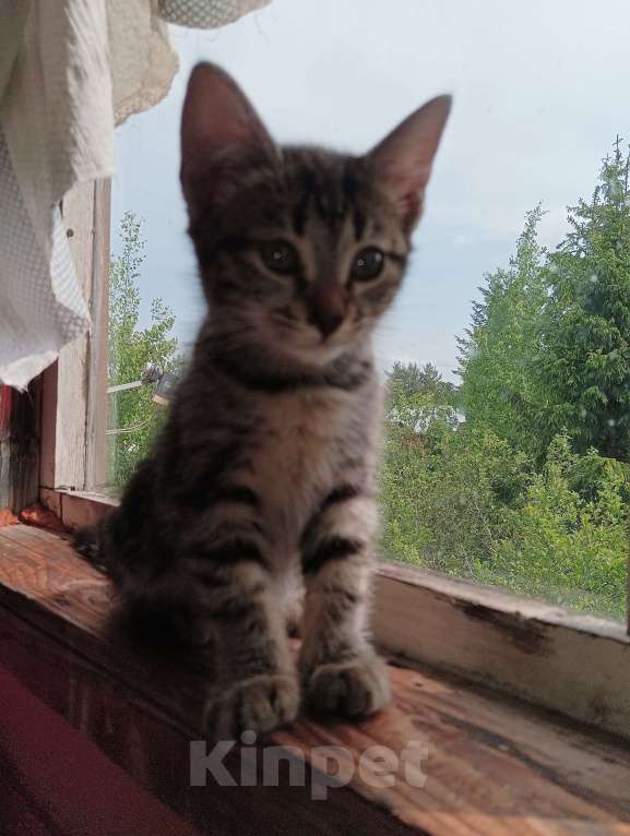 Кошки в Санкт-Петербурге: Котенок Шотландский прямоухий , метис , девочка Девочка, 1 000 руб. - фото 3