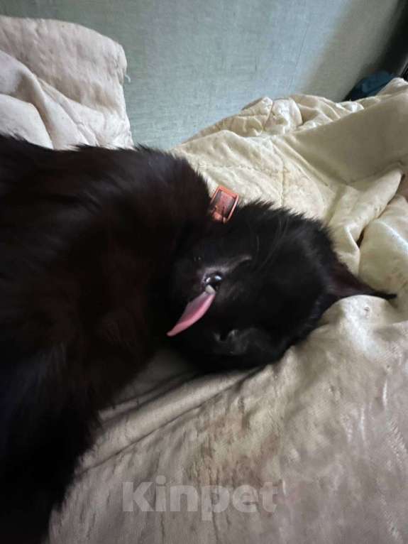 Кошки в Ликино-Дулево: Отдам в добрые руки Мальчик, Бесплатно - фото 2