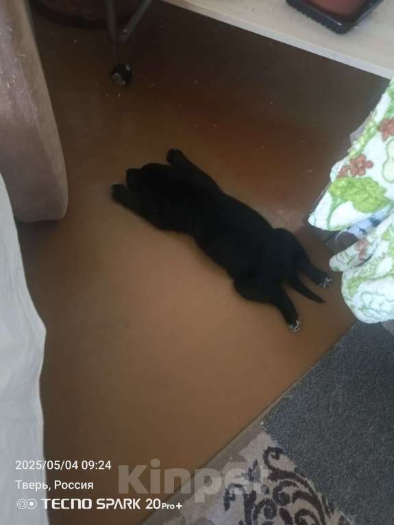 Собаки в Твери: Игривый мальчик Мальчик, 5 000 руб. - фото 2