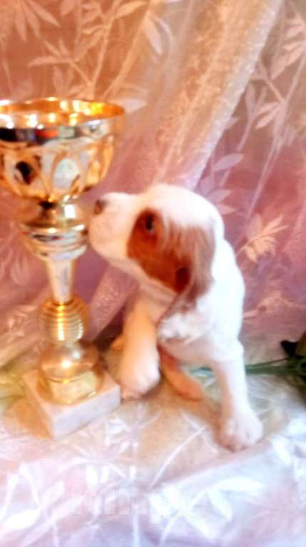 Собаки в Санкт-Петербурге: продается щенок русского охотничьего спаниеля Мальчик, 50 000 руб. - фото 6