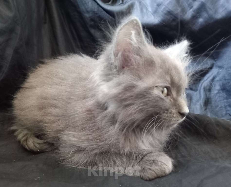 Кошки в Москве: ( Салават )  Домашний  котик  –  в  дружную  семью Мальчик, 200 руб. - фото 6