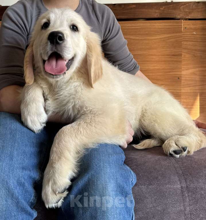 Собаки в Москве: Щенки Золотистого ретривера Мальчик, Бесплатно - фото 7