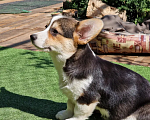 Собаки в Москве: Щенки Вельш Корги Пемброк  Девочка, 25 000 руб. - фото 2