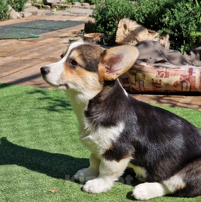 Собаки в Москве: Щенки Вельш Корги Пемброк  Девочка, 25 000 руб. - фото 2
