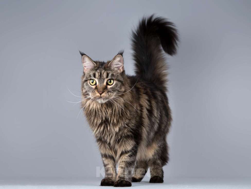 Кошки в Москве: Роскошная кошка мейнкун Мурлыка в добрые руки Девочка, Бесплатно - фото 8