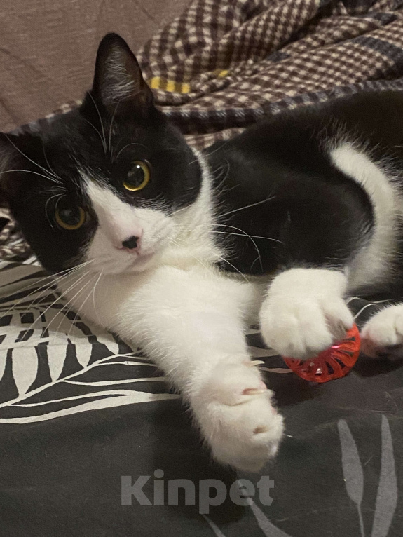 Кошки в Москве: Кот диего Мальчик, Бесплатно - фото 5