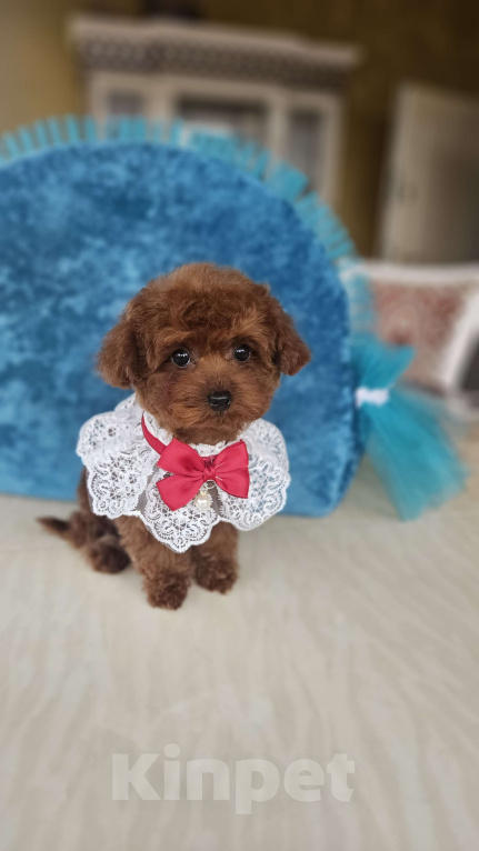 Собаки в Москве: Ти-кап пудель Мальчик, 200 000 руб. - фото 4