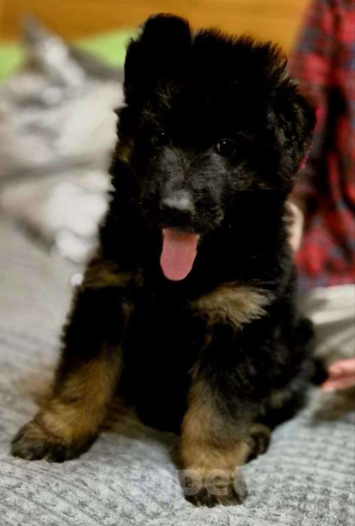 Собаки в других городах Московской области: Немецкая овчарка длинношёрстная Девочка, 55 000 руб. - фото 9