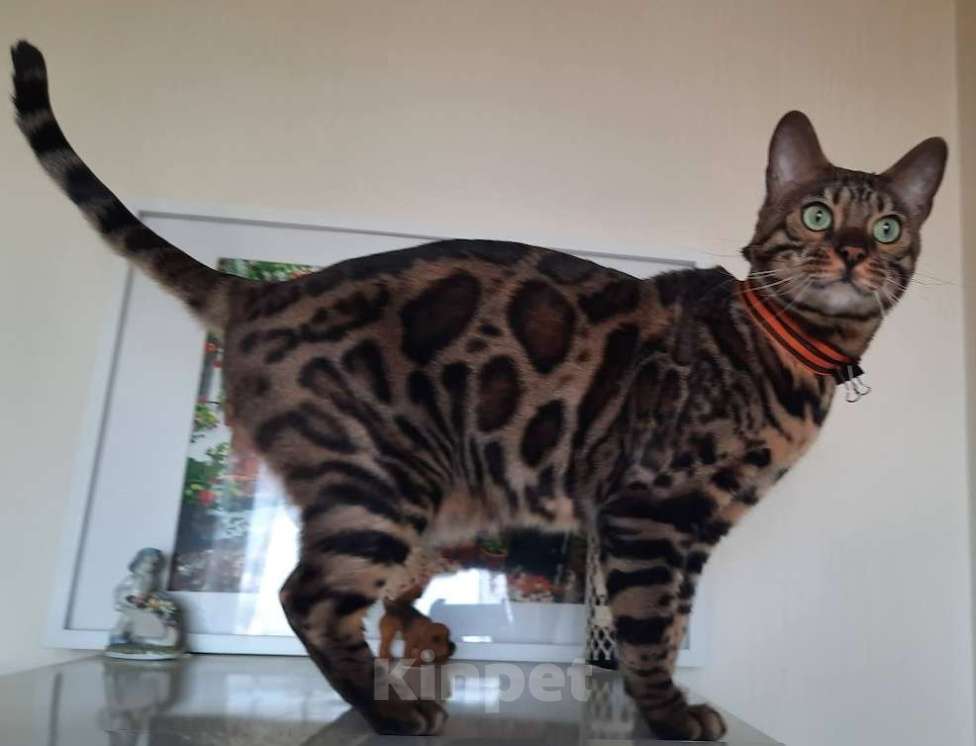 Кошки в других городах Ленинградской области: найден Мальчик, Бесплатно - фото 3