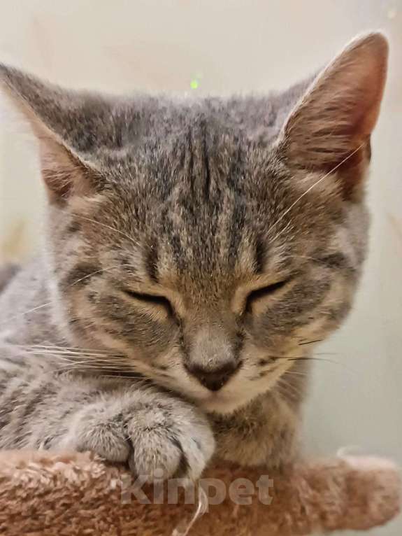 Кошки в Серпухове: Шотланская прямоухая Девочка, Бесплатно - фото 1