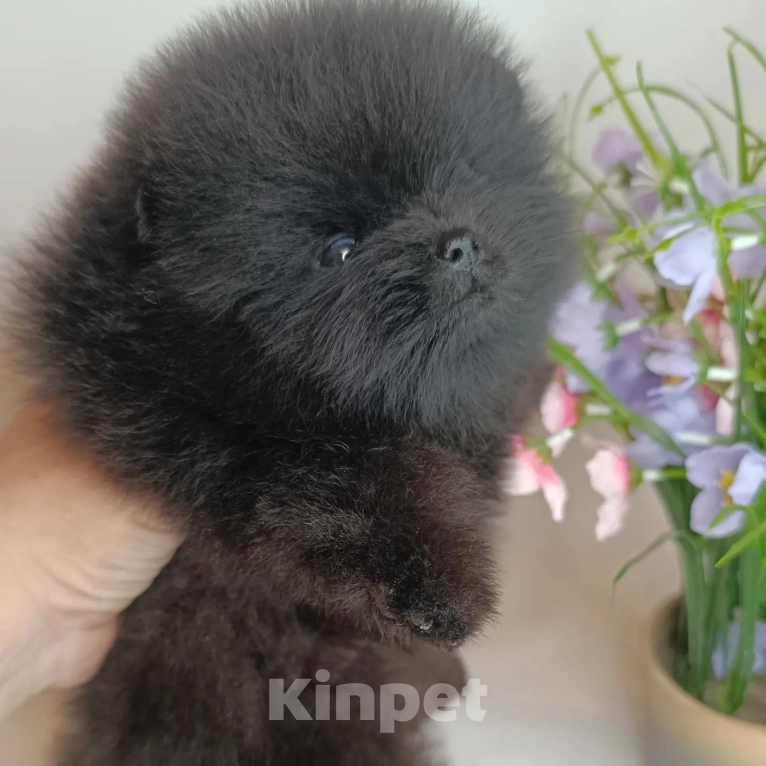 Собаки в Самаре: МИНИ ЩЕНКИ Девочка, 150 000 руб. - фото 2