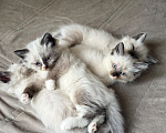 Кошки в Видном: Котёнок Рэгдолл. Девочка, 35 000 руб. - фото 1