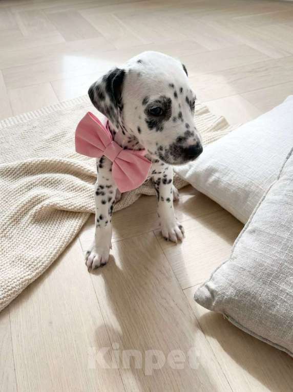 Собаки в Иркутске: Щенок далматина (девочка) Девочка, 35 000 руб. - фото 1