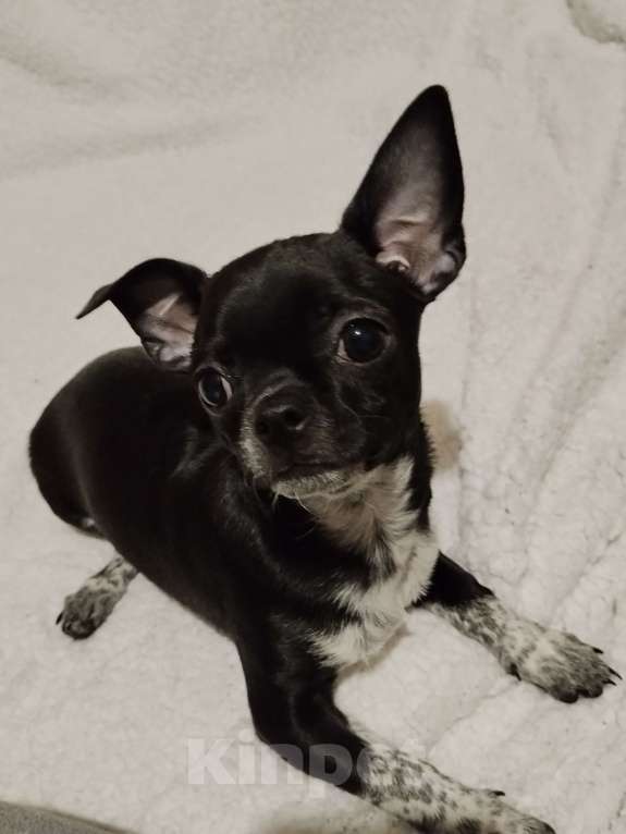 Собаки в Орле: Мальчики чистокровные, чихуахуа. Привиты, ведпаспорт Мальчик, 20 000 руб. - фото 6