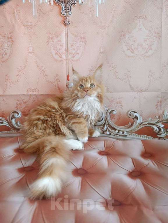 Кошки в Москве: Грант Мальчик, 75 000 руб. - фото 2