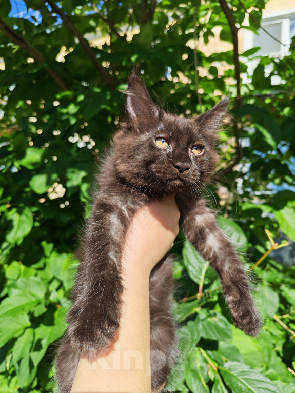 Кошки в Екатеринбурге: Котенок мейн-кун Девочка, 35 000 руб. - фото 4