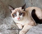 Кошки в Москве: Котёнок ищет семью Девочка, Бесплатно - фото 1