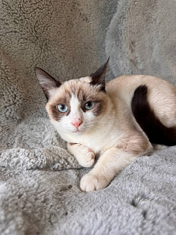 Котёнок ищет семью