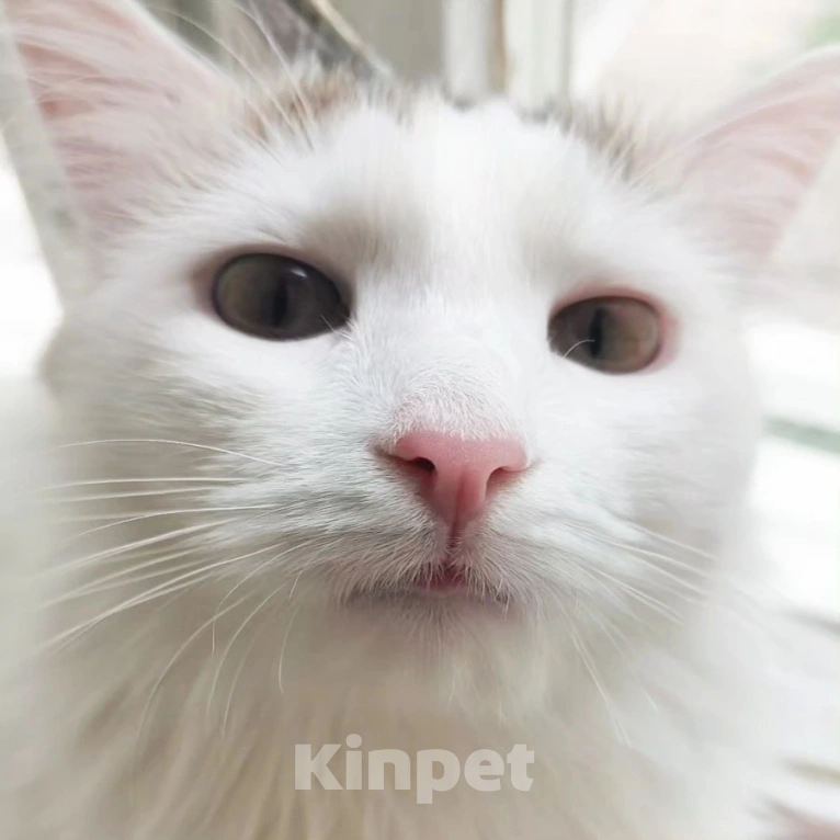 Кошки в Москве: Котенок Бяша хочет стать домашним Мальчик, Бесплатно - фото 2