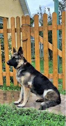 Собаки в Самаре: Щенок восточноевропейской овчарки (мальчик) Мальчик, 30 000 руб. - фото 2