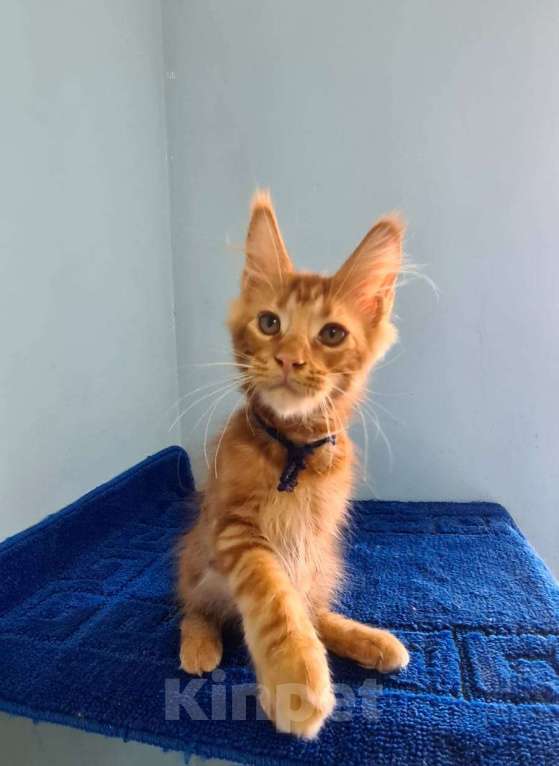 Кошки в Самаре: Котёнок породы Мейн-кун MCO male Irbis, color d Мальчик, 45 000 руб. - фото 2