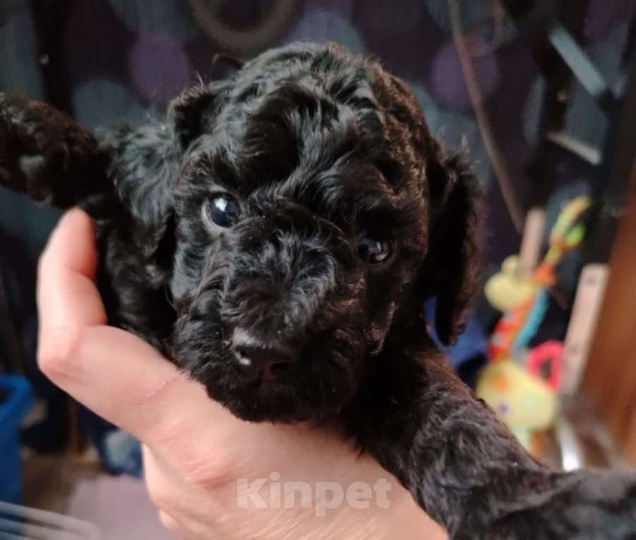 Собаки в Котельнике: Пудель с документами РКФ Разнополые, Бесплатно - фото 2