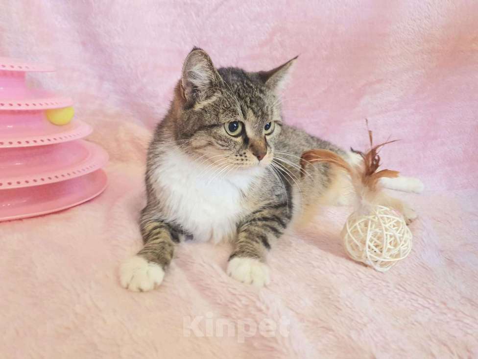 Кошки в Москве: Метис мейн-куна Янна в добрые руки Девочка, 1 руб. - фото 4
