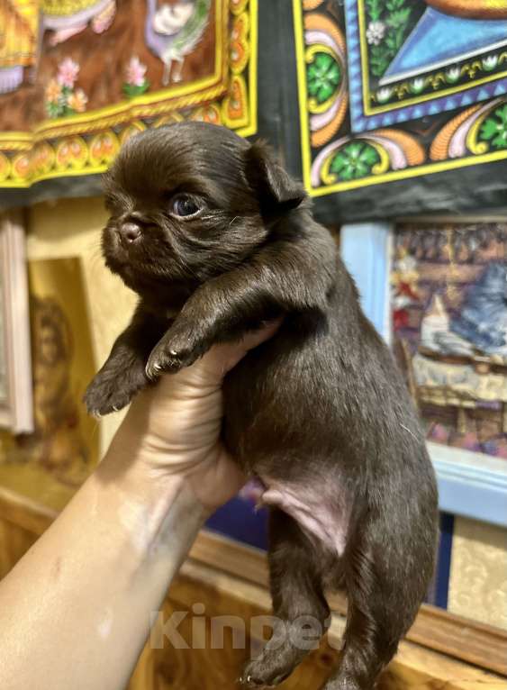 Собаки в Ростове-на-Дону: Чихуахуа Девочка, 50 000 руб. - фото 5